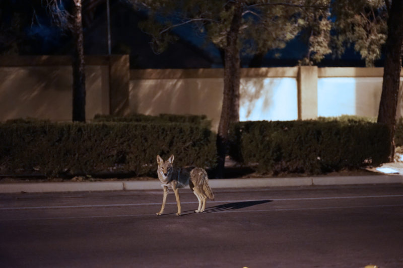 coyote roaming in the neighborhoods